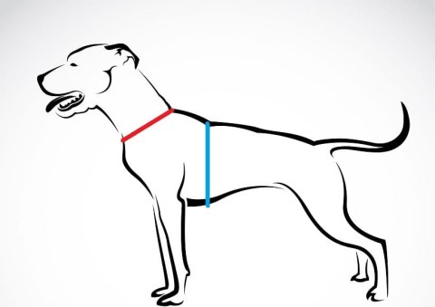 BASIC WALKING HARNESS 3cm/4cm/5cm BASIC WALKING HARNESS 3cm/4cm/5cm