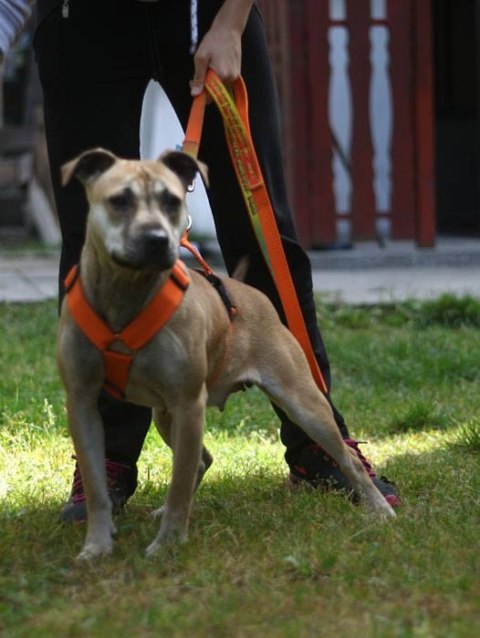 BASIC WALKING HARNESS 3cm/4cm/5cm BASIC WALKING HARNESS 3cm/4cm/5cm