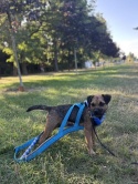 PRO WEIGHT PULLING HARNESS 3CM