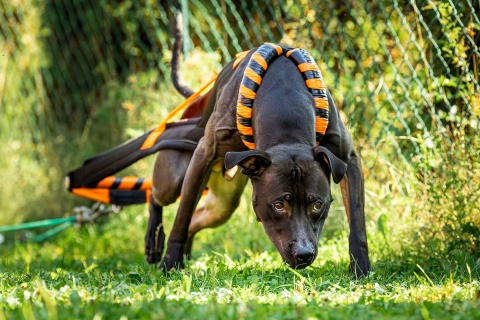 PRO WEIGHT PULLING HARNESS 4CM PRO WEIGHT PULLING HARNESS 4CM
