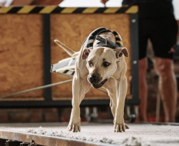 5CM SZELKI DO WEIGHT PULLINGU PRO