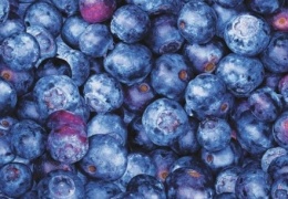 BLUEBERRY OBROŻA Z SOFSHELLU 3CM/4CM/5CM