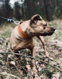 -PIT BULL LEGENDS- LEATHER COLLAR