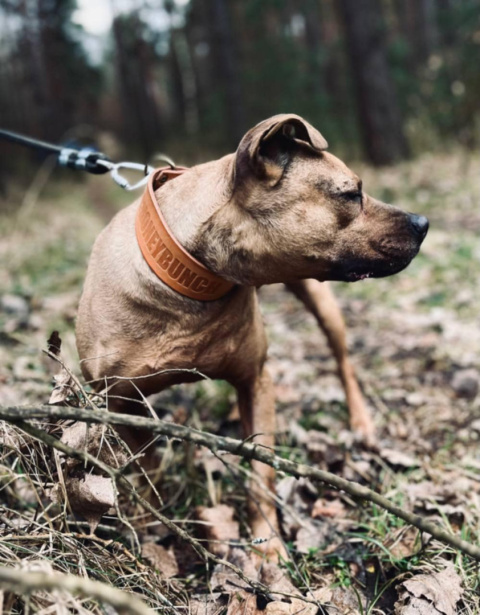 -PIT BULL LEGENDS- LEATHER COLLAR -PIT BULL LEGENDS- LEATHER COLLAR